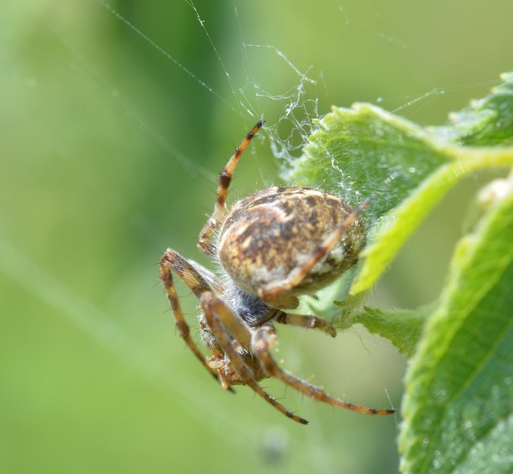 Agalenatea redii su una piantina di Bagolaro